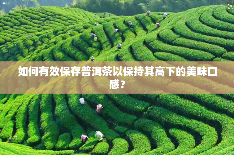 如何有效保存普洱茶以保持其高下的美味口感？