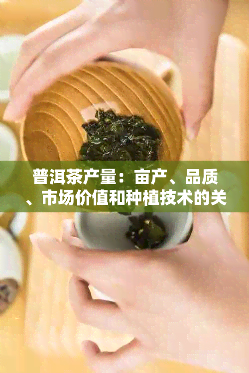 普洱茶产量：亩产、品质、市场价值和种植技术的关键因素