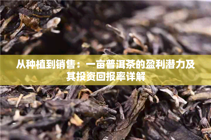 从种植到销售：一亩普洱茶的盈利潜力及其投资回报率详解