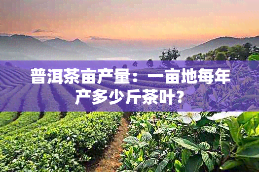 普洱茶亩产量：一亩地每年产多少斤茶叶？