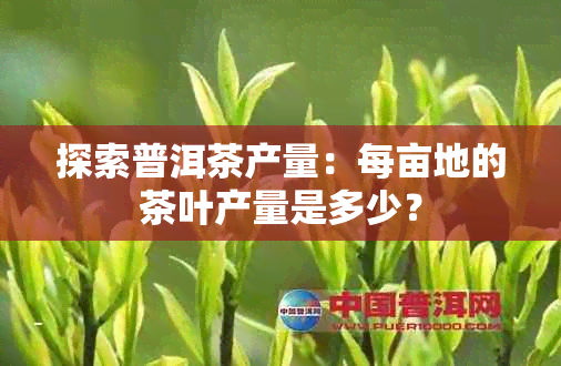 探索普洱茶产量：每亩地的茶叶产量是多少？