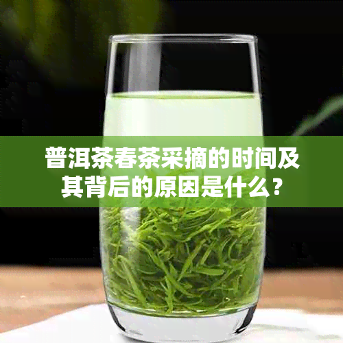 普洱茶春茶采摘的时间及其背后的原因是什么？