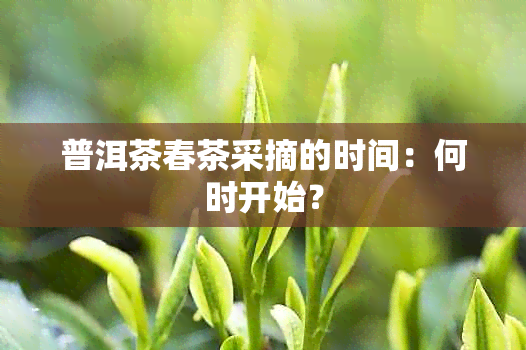 普洱茶春茶采摘的时间：何时开始？