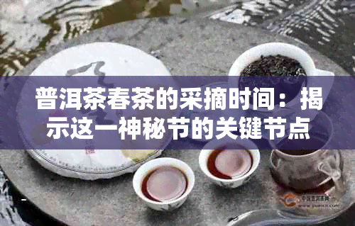 普洱茶春茶的采摘时间：揭示这一神秘节的关键节点