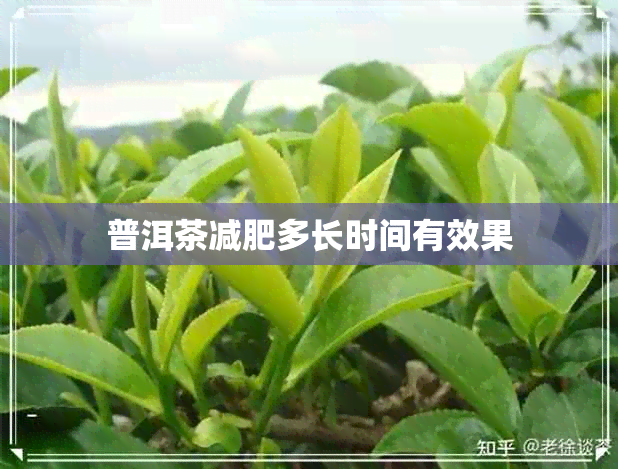 普洱茶减肥多长时间有效果