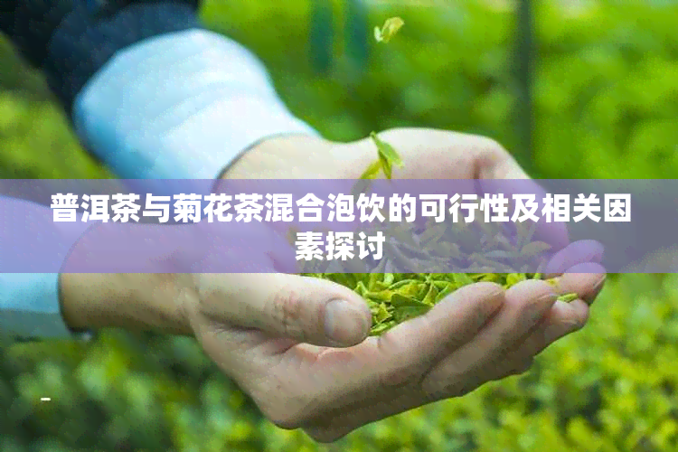 普洱茶与菊花茶混合泡饮的可行性及相关因素探讨