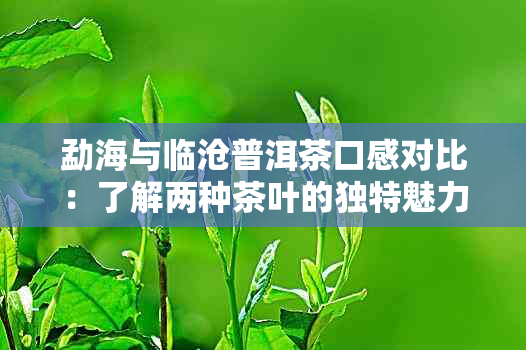 勐海与临沧普洱茶口感对比：了解两种茶叶的独特魅力和风味