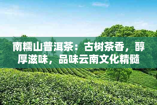 南糯山普洱茶：古树茶香，醇厚滋味，品味云南文化精髓