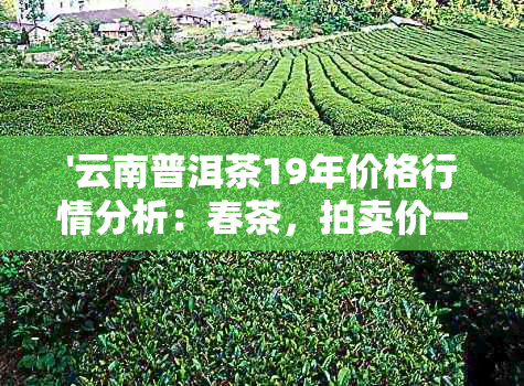 '云南普洱茶19年价格行情分析：春茶，拍卖价一应俱全'