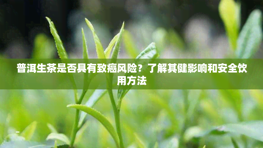 普洱生茶是否具有致癌风险？了解其健影响和安全饮用方法