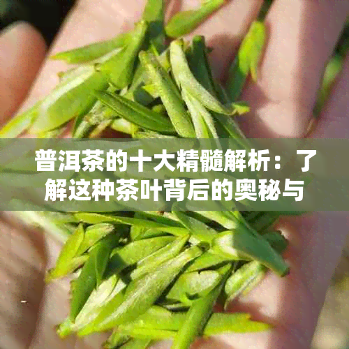 普洱茶的十大精髓解析：了解这种茶叶背后的奥秘与品鉴技巧