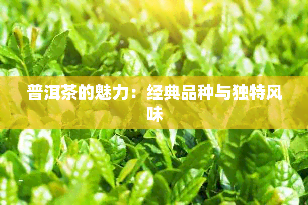 普洱茶的魅力：经典品种与独特风味