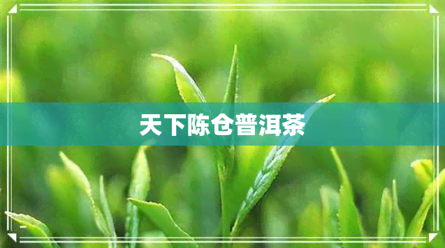 天下陈仓普洱茶