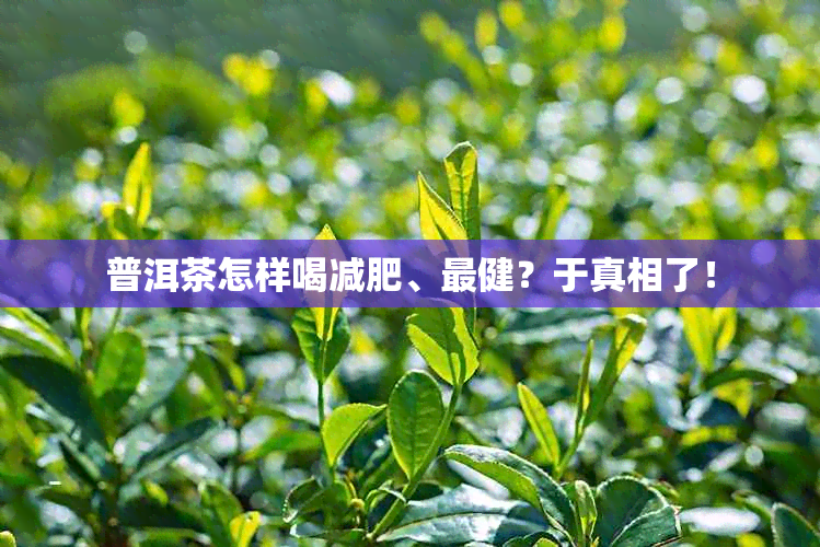 普洱茶怎样喝减肥、最健？于真相了！