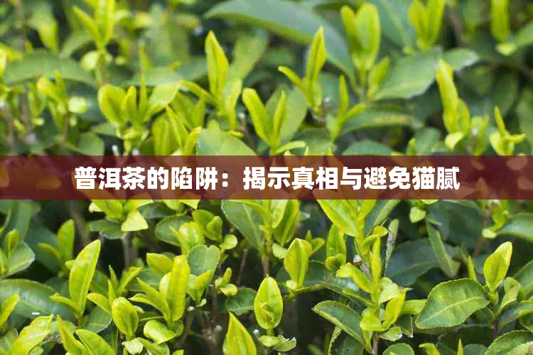 普洱茶的陷阱：揭示真相与避免猫腻