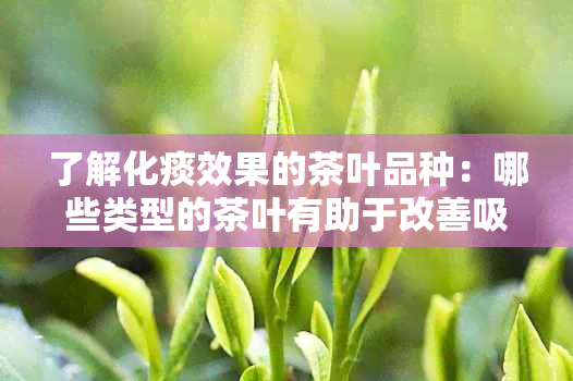 了解化痰效果的茶叶品种：哪些类型的茶叶有助于改善吸道症状？