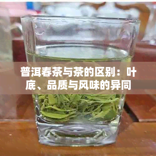 普洱春茶与茶的区别：叶底、品质与风味的异同