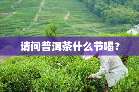 请问普洱茶什么节喝？