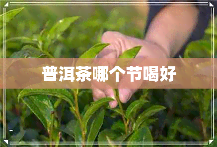 普洱茶哪个节喝好