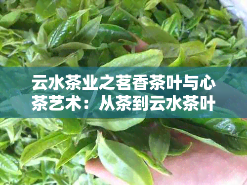 云水茶业之茗香茶叶与心茶艺术：从茶到云水茶叶之旅