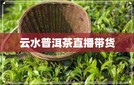 云水普洱茶直播带货