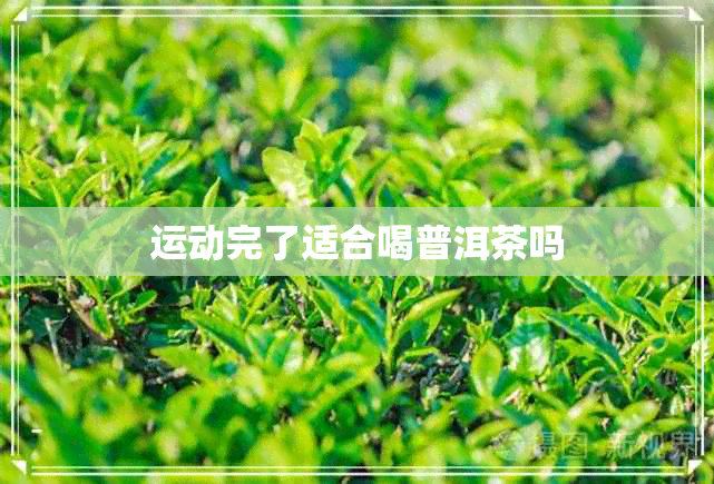 运动完了适合喝普洱茶吗