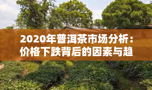 2020年普洱茶市场分析：价格下跌背后的因素与趋势