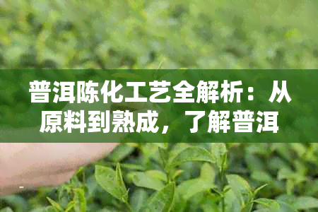 普洱陈化工艺全解析：从原料到熟成，了解普洱茶的陈化过程及影响因素