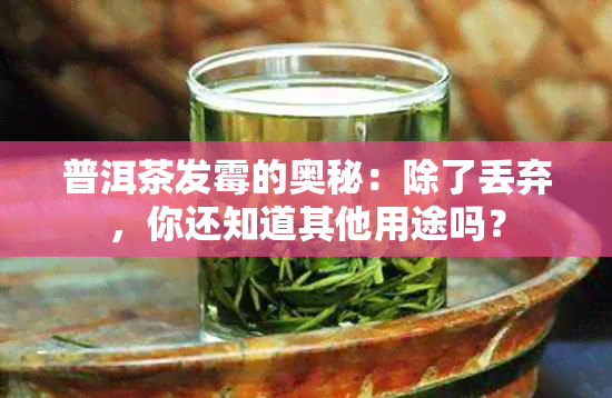 普洱茶发霉的奥秘：除了丢弃，你还知道其他用途吗？