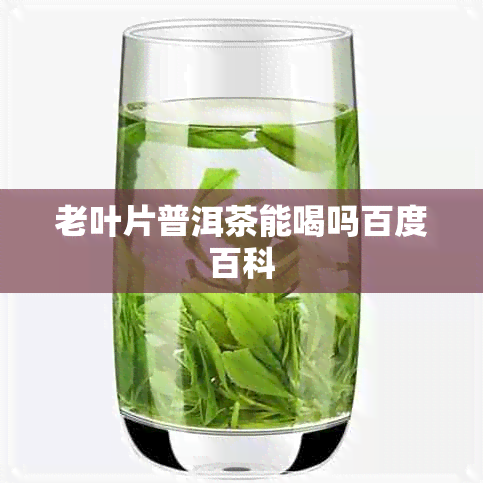 老叶片普洱茶能喝吗百度百科