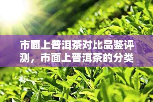 市面上普洱茶对比品鉴评测，市面上普洱茶的分类及成分，市面上普洱茶价格。