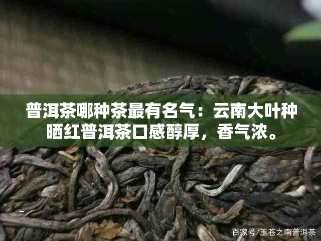 普洱茶哪种茶最有名气：云南大叶种晒红普洱茶口感醇厚，香气浓。