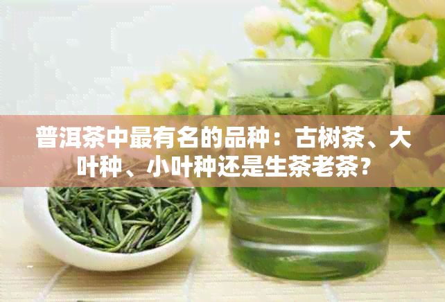 普洱茶中最有名的品种：古树茶、大叶种、小叶种还是生茶老茶？