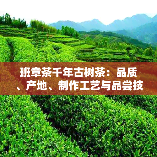 班章茶千年古树茶：品质、产地、制作工艺与品尝技巧全面解析