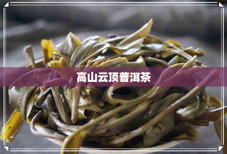 高山云顶普洱茶