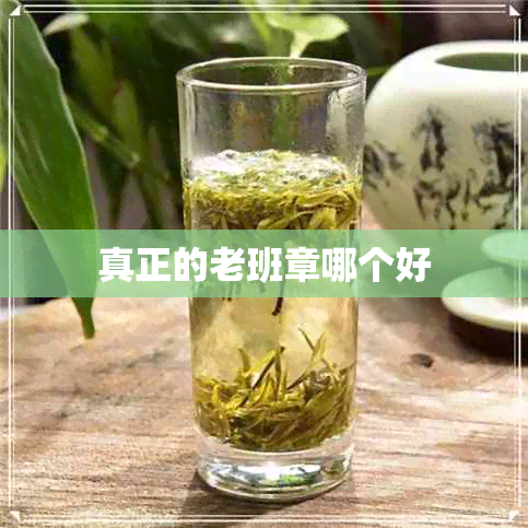 真正的老班章哪个好