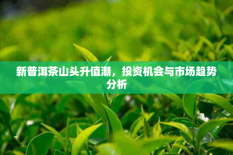 新普洱茶山头升值潮，投资机会与市场趋势分析