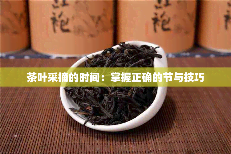 茶叶采摘的时间：掌握正确的节与技巧