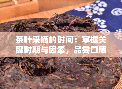 茶叶采摘的时间：掌握关键时期与因素，品尝口感