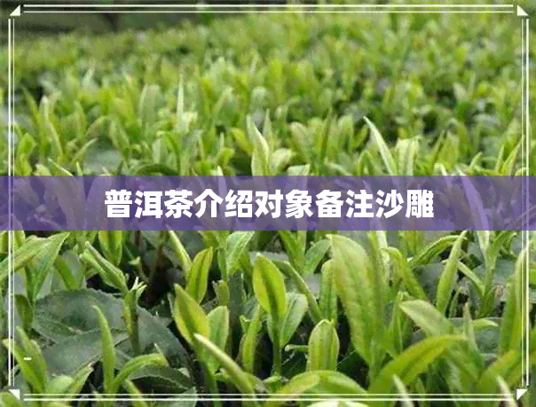 普洱茶介绍对象备注沙雕