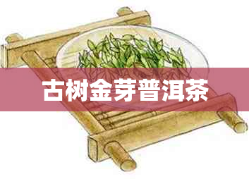 古树金芽普洱茶