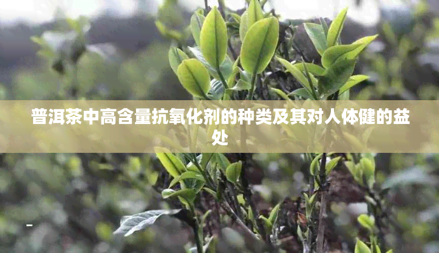 普洱茶中高含量抗氧化剂的种类及其对人体健的益处