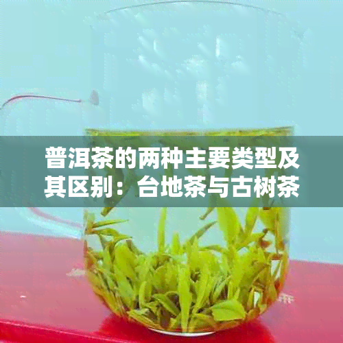 普洱茶的两种主要类型及其区别：台地茶与古树茶