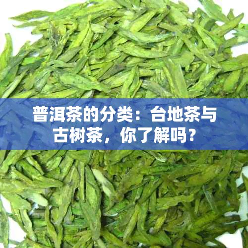 普洱茶的分类：台地茶与古树茶，你了解吗？