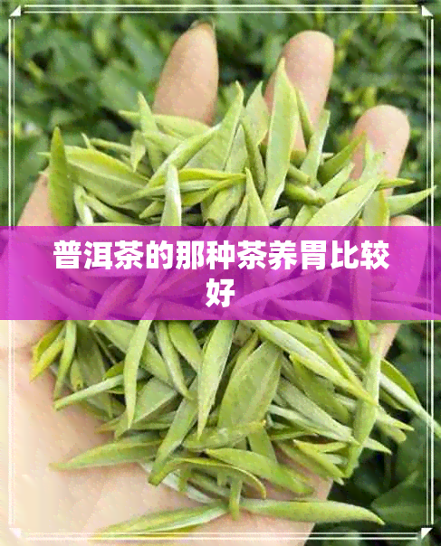 普洱茶的那种茶养胃比较好