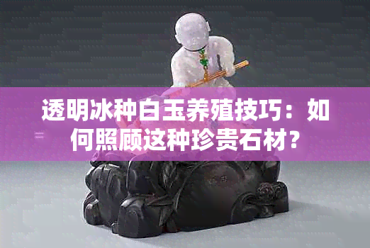 透明冰种白玉养殖技巧：如何照顾这种珍贵石材？