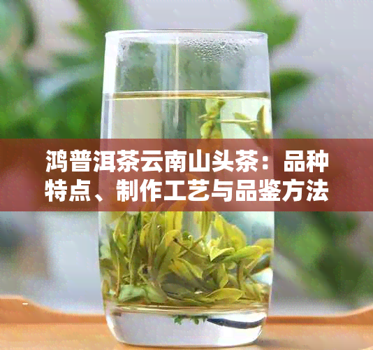 鸿普洱茶云南山头茶：品种特点、制作工艺与品鉴方法全面解析