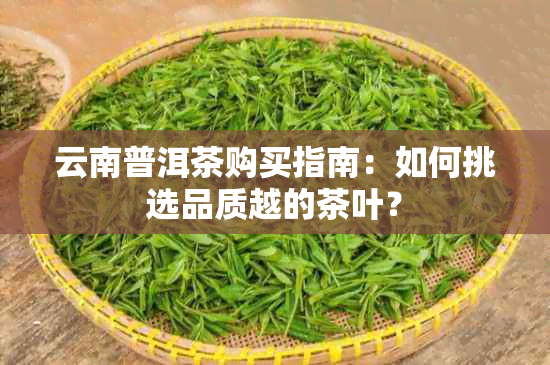 云南普洱茶购买指南：如何挑选品质越的茶叶？