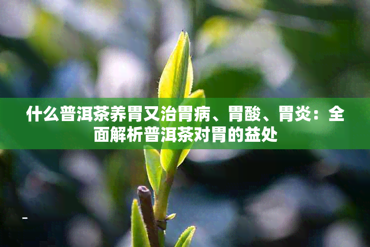 什么普洱茶养胃又治胃病、胃酸、胃炎：全面解析普洱茶对胃的益处