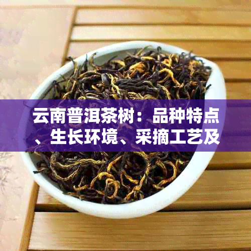 云南普洱茶树：品种特点、生长环境、采摘工艺及饮用功效的全面解析